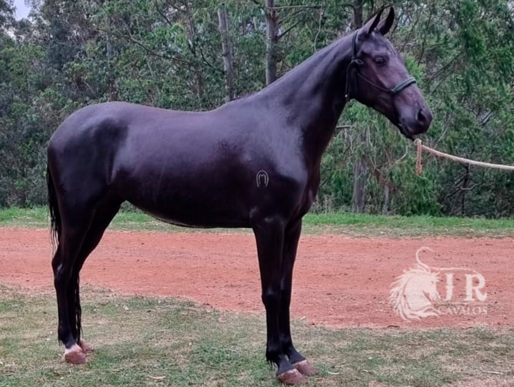 Fêmeas - Jr Cavalos a casa de campeões