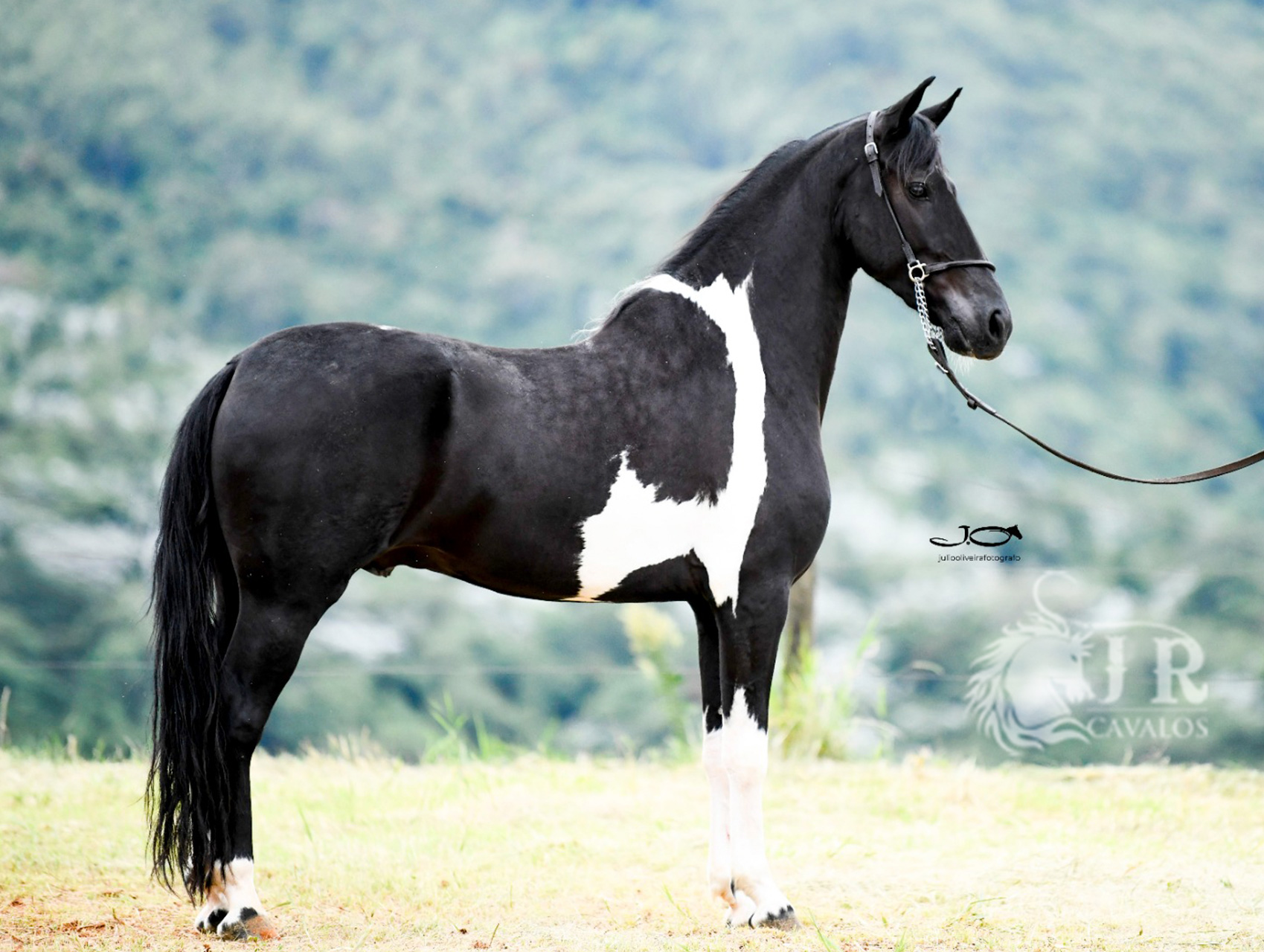 Time de Pista - Jr Cavalos a casa de campeões