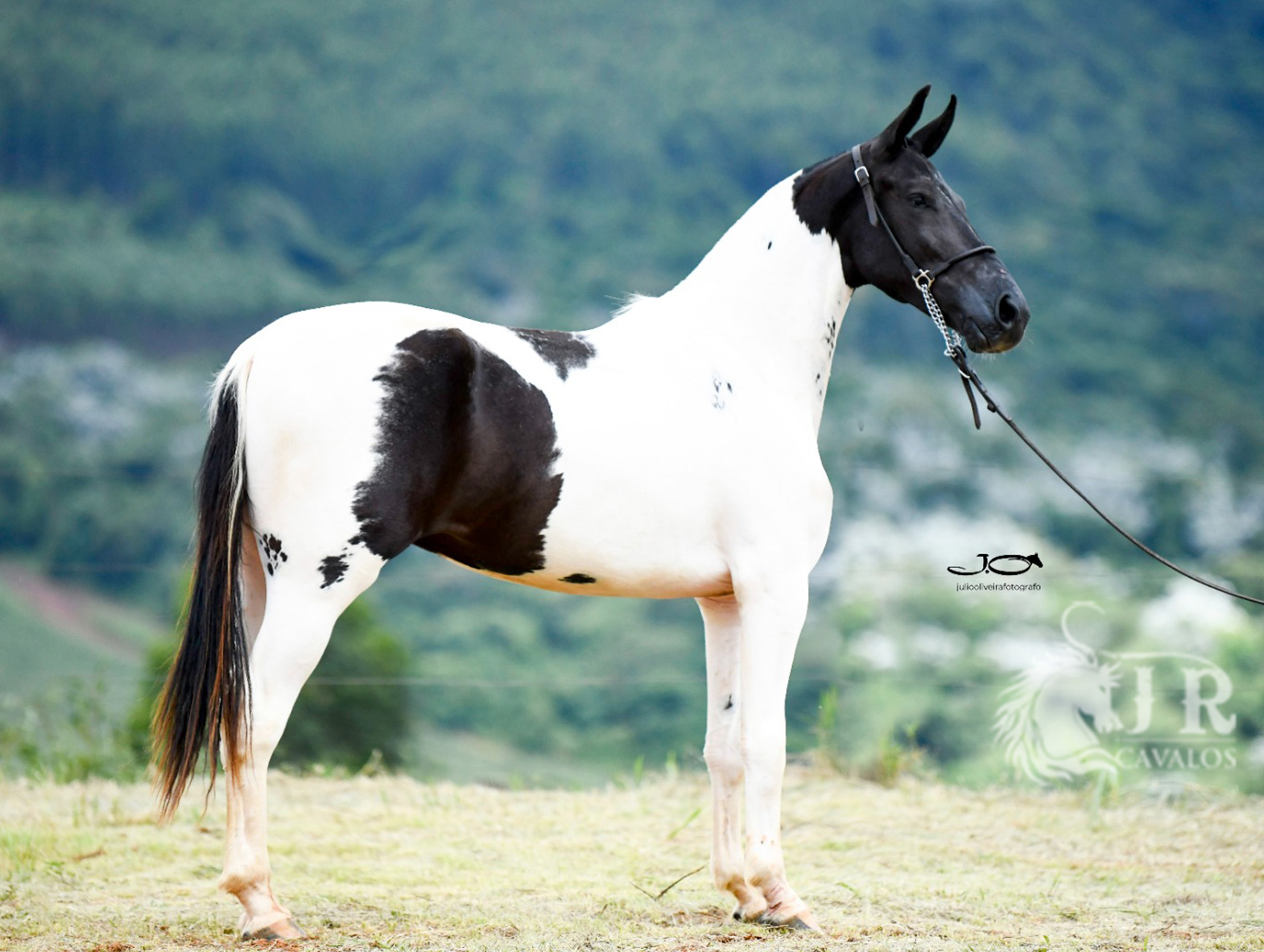 Vendas - Jr Cavalos a casa de campeões